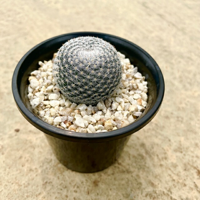 入手困難 3号鉢 サボテン 多肉植物 希少 珍奇植物 レア 珍品 珍しい インテリア 観葉