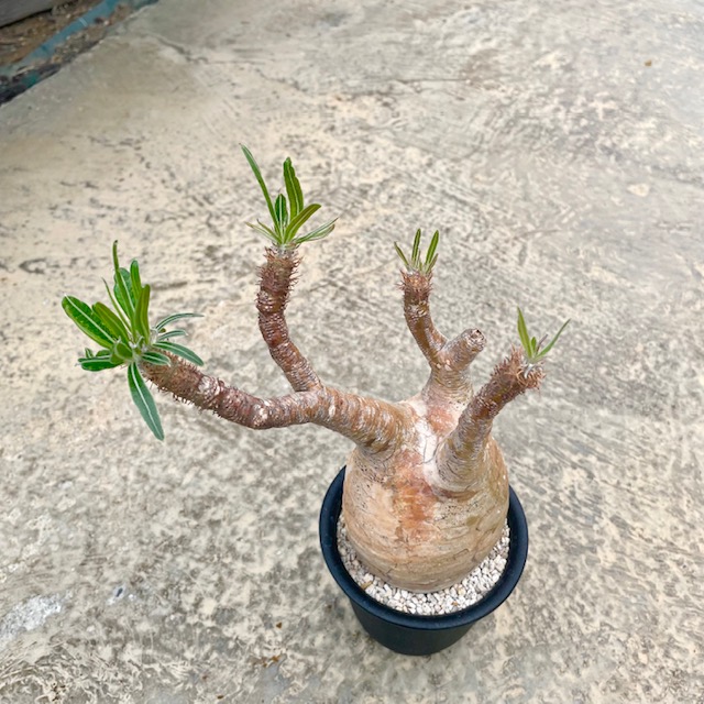 サボテン 多肉植物 おうち時間 おしゃれ インテリア ギト グリーン プレゼント レア 人気 希少 珍しい 珍品 珍奇植物 観葉植物 初売り 希少