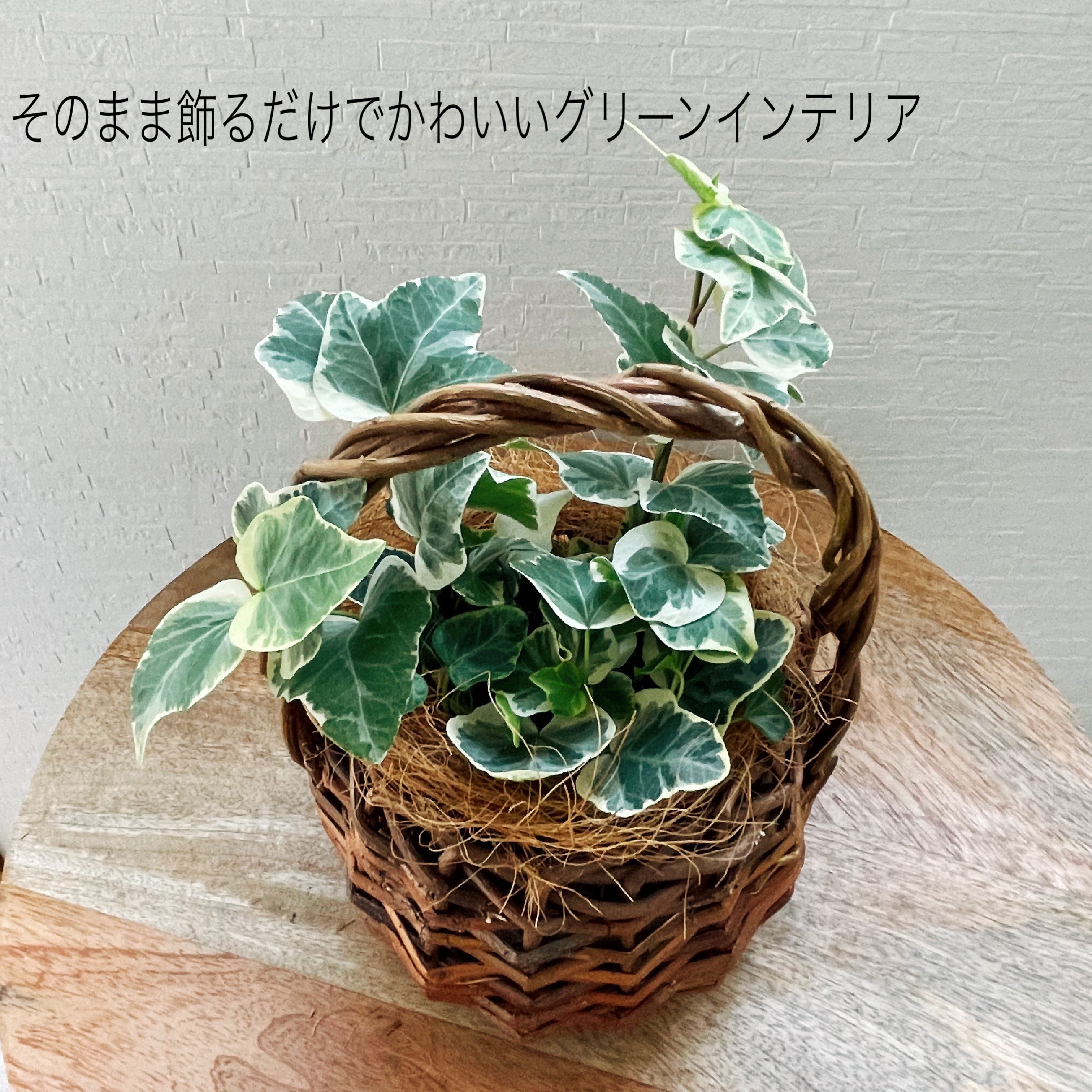 楽天市場 花のまちころぼっくる アイビー ヘデラ ウィリー 3寸ポット苗 ガーデニング 庭づくり 風水効果 グリーンリース観葉植物 インテリア アレンジ 育てやすい 花のまちころぼっくる