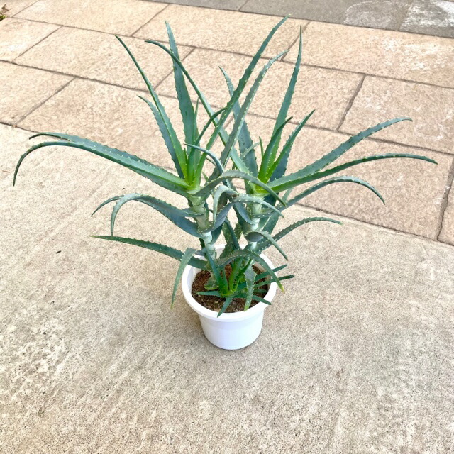 アロエ　メデューサ 楽天市場】観葉植物：アロエ トンガエンシス メデューサ*大型佐川急便
