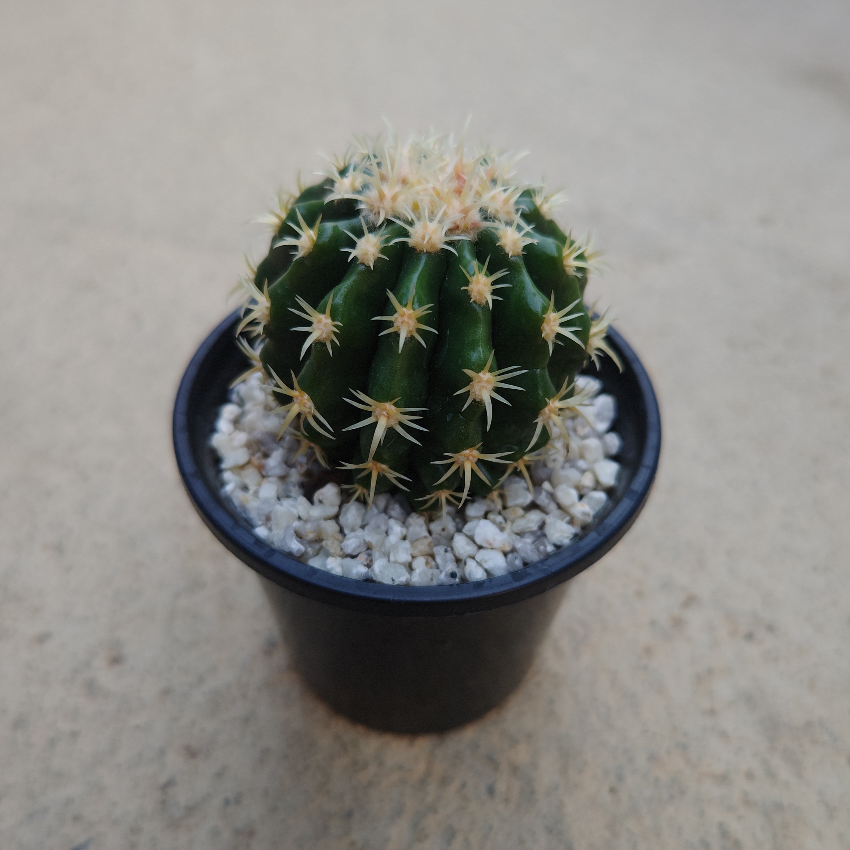 「サボテン」 【フレームサイズ 32×26cm】 Amazon｜柱サボテン 8号鉢サイズ 鉢植え｜観葉植物 オンライン通販