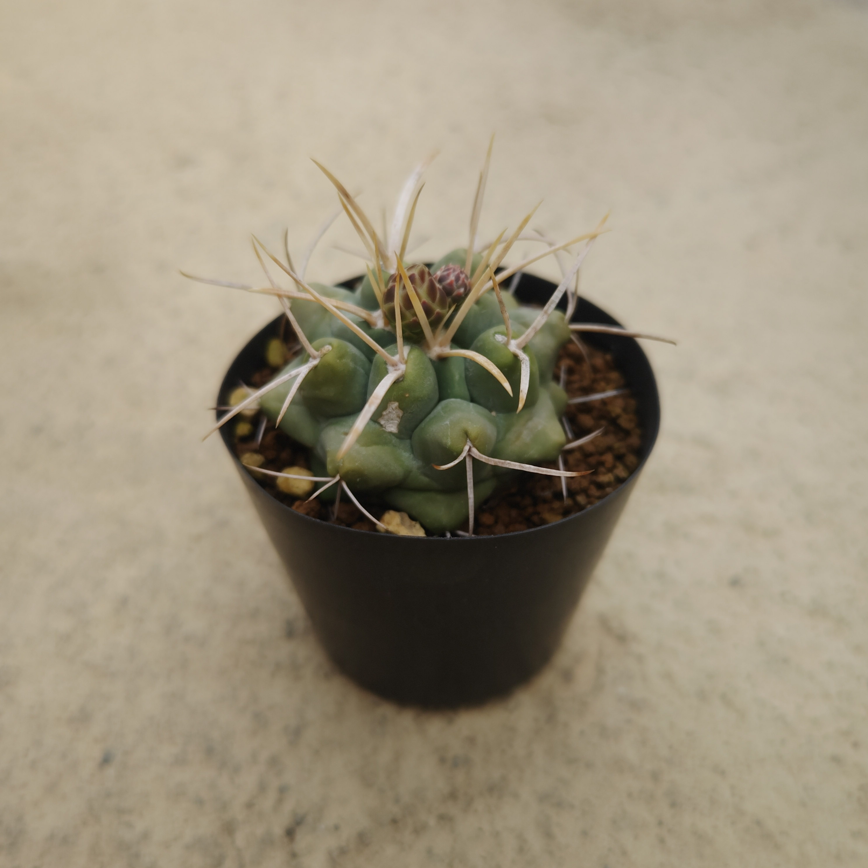 サボテン 多肉植物 127 テロカクタス 特赤太刺 紅鷹 塊根　コーデックス Theiocactus heteromus テロカクタス 紅鷹 サボテン | plants MARU
