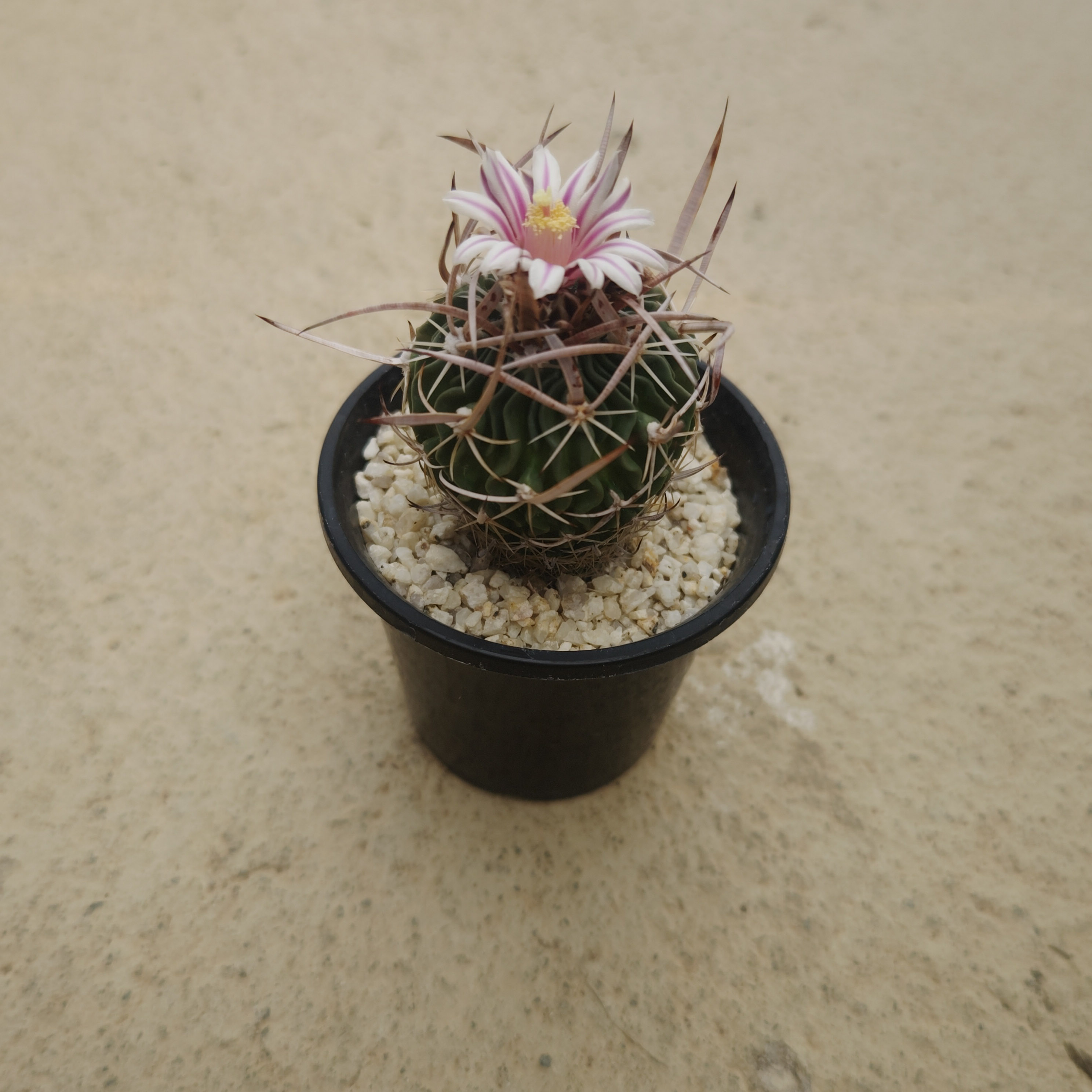 現品】エキノカクタス ・大竜冠 タイリュウカン 接 6号 T番 2025年最新