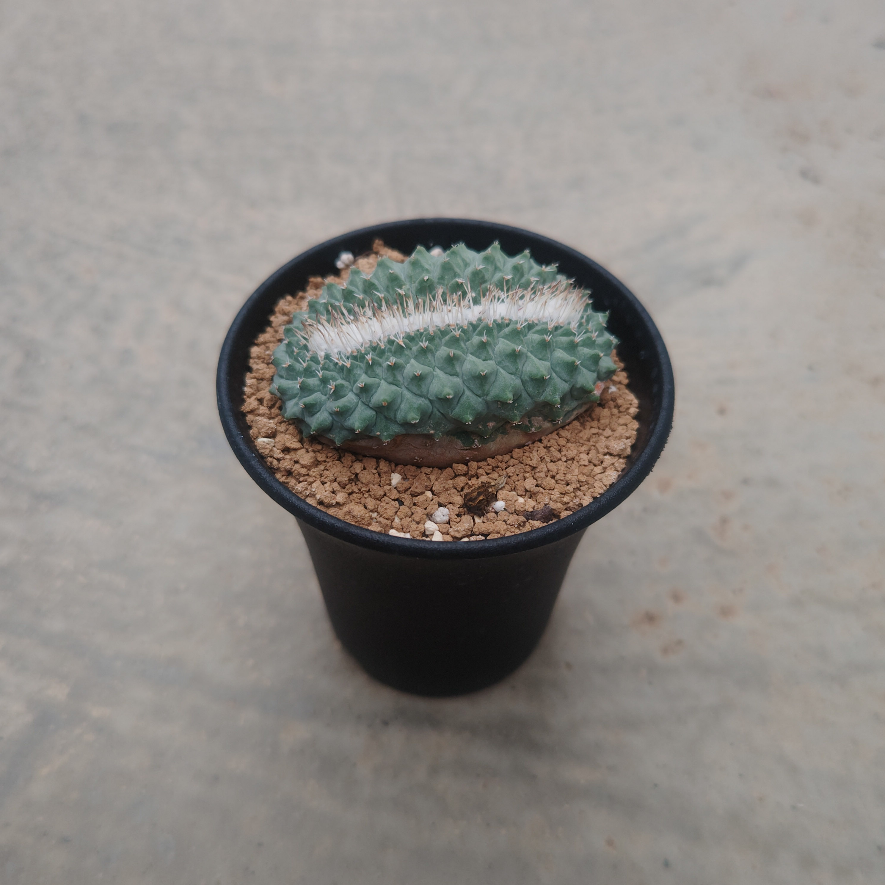 楽天市場】【Lophophora ロフォフォラ 銀冠玉錦（実）】2.5号鉢