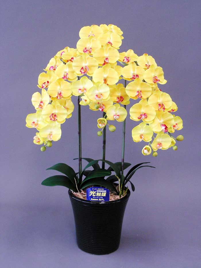 楽天市場】【取寄品】 フェイクグリーン 光触媒 胡蝶蘭7本立 薄