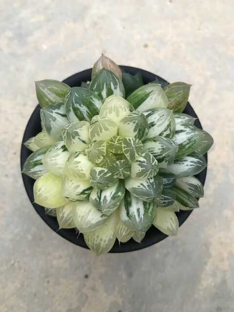 多肉植物 サボテン マリン タニク 希少 花 観葉植物 ハオルチア属 サボテン アーティフィシャルフラワー 多肉植物 マリン 希少 花 のまちころぼっくるhaworthia 送料無料 人気ショップが最安値挑戦 の 多肉植物 サボテン マリン タニク 希少 花 観葉植物 ハオルチア属 サボテン アーティフィシャルフラワー 多肉植物 マリン 希少 花 のまちころぼっくるhaworthia 送料無料 人気ショップが最安値挑戦 の