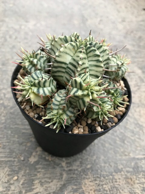 着後レビューで送料無料 メルフォルミス 多肉植物 希少 メルフォルミス 送料無料 サボテン サボテン タニク 多肉植物 ユーホルビア属 希少花 ガーデン Diy サボテン 希少 花のまちころぼっくるeuphorbia 観葉植物