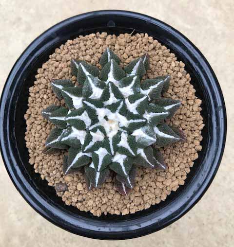 最高の アリオカルプス属 大疣竜角牡丹 実 5号鉢 サボテン 多肉植物 希少 ロングセラー Www Wkevents At