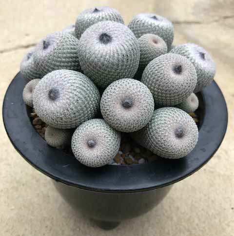 月世界 希少 エピテランサ属 観葉植物 多肉植物 5寸 希少 花のまちころ 月世界 希少 エピテランサ属 観葉植物 多肉植物 5寸 希少 花のまちころ