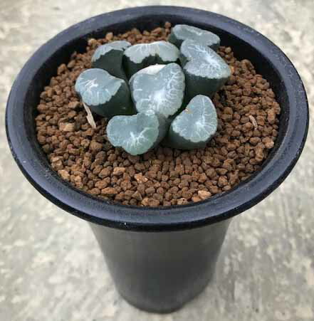 サボテン 花 観葉植物 ハオルチア属 Br 4寸 希少 花のまちころぼっくるhaworthia 送料無料 多肉植物 多肉植物 サボテン 観葉植物 4寸 希少 タニク