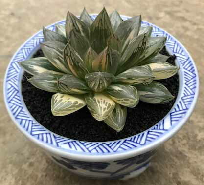 楽天市場 多肉植物 Caハオルチア シンビフォルミス 花時計 多肉植物 ハオルチア 1126 08 現品販売 10 5cmポット フラワーネット 日本花 キ流通