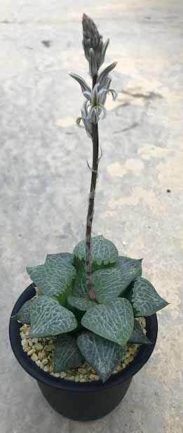 ランキングや新製品 Haworthia 流線 3 5寸 サボテン タニク 希少 送料無料 ハオルチア属 流線 3 5寸 サボテン 多肉植物 希少 返品交換不可 ランキングや新製品 Haworthia 流線 3 5寸 サボテン タニク 希少 送料無料 ハオルチア属 流線 3 5寸 サボテン 多肉植物 希少 返品交換不可