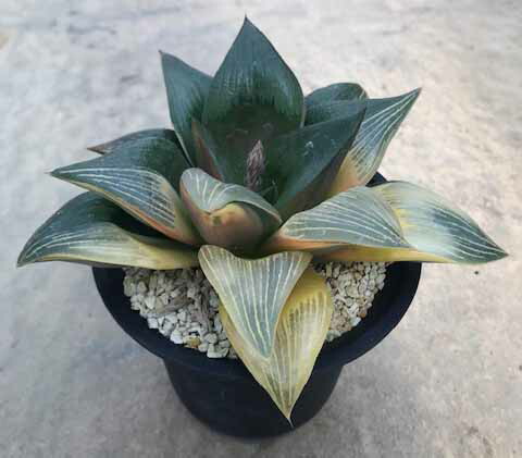 希少 タニク 多肉植物 サボテン 大型錦 ハオルチア属 サボテン Haworthia 4寸 4寸 大型錦 送料無料 4寸 サボテン 希少 花のまちころぼっくる 大特価放出高評価 の