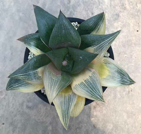 多肉植物 ハオルチア属 大型錦 4小片 サボテン 珍しい Thebarberandco It