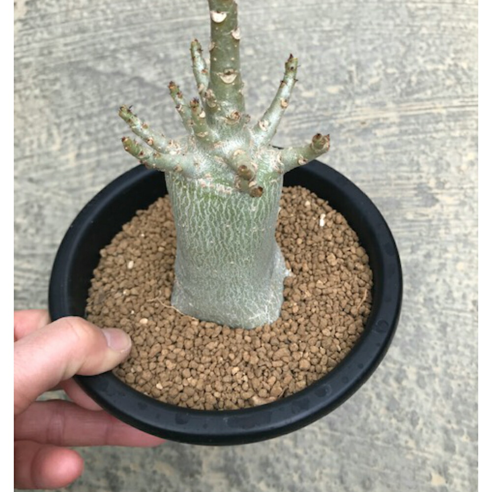 小型アラビカム サボテン 花 観葉植物 アデニウム属 小型アラビカム 母の日 希少 花のまちころぼっくるadenium タニク 4 5寸鉢 サボテン 送料無料 多肉植物 4 5寸鉢 サボテン 希少 2年保証 小型アラビカム サボテン 花 観葉植物 アデニウム属 小型アラビカム 母の日 希少 花のまちころぼっくるadenium タニク 4 5寸鉢 サボテン 送料無料 多肉植物 4 5寸鉢 サボテン 希少 2年保証