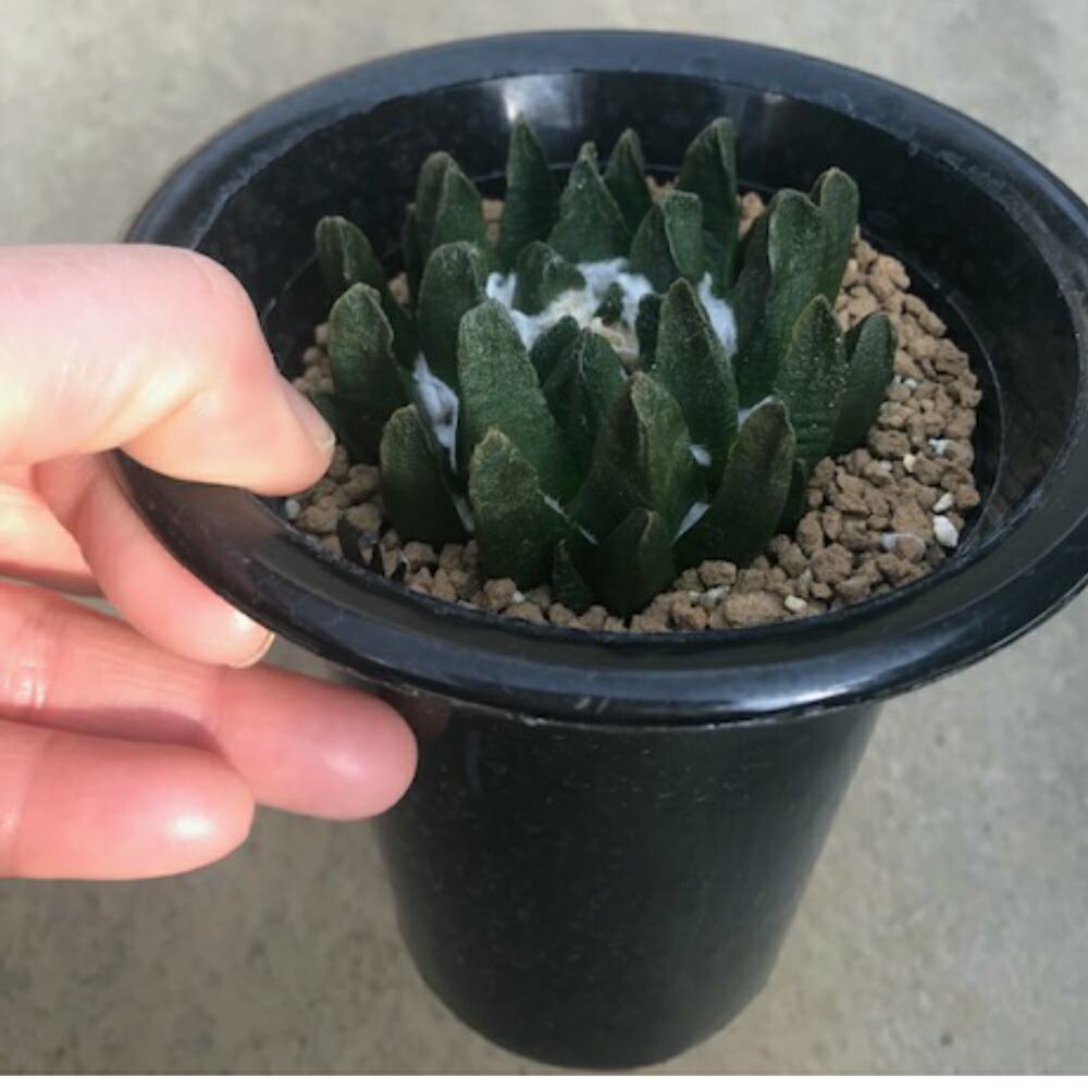 最高の アリオカルプス属 大疣竜角牡丹 実 5号鉢 サボテン 多肉植物 希少 ロングセラー Www Wkevents At