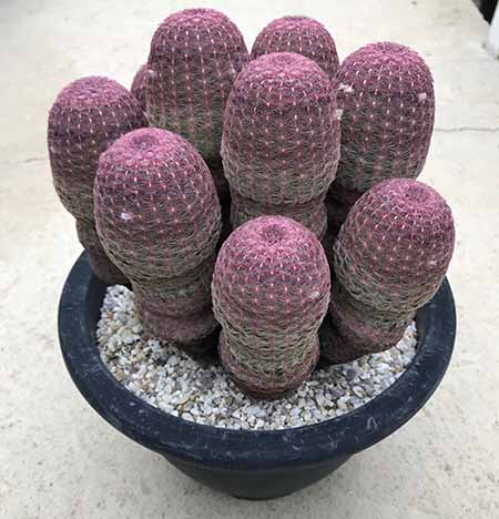 送料無料 サボテン 観葉植物 タニク 紫太陽 花 観葉植物 紫太陽 多肉植物 多肉植物 サボテン 希少 希少 花のまちころぼっくるechinocereus エキノカクタス属 送料無料 サボテン 観葉植物 タニク 紫太陽 花 観葉植物 紫太陽 多肉植物 多肉植物 サボテン 希少 希少 花のまちころぼっくるechinocereus エキノカクタス属