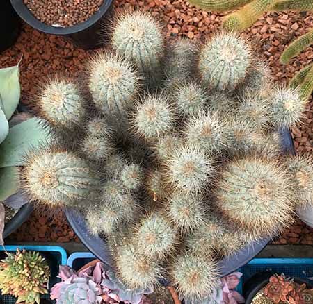 本物保証高評価 の多肉植物 希少 花のまちころぼっくるcopiapoa サボテン 希少 サボテン 希少花 ガーデン Diy 多肉植物 タニク サボテン 送料無料 コピアポア属