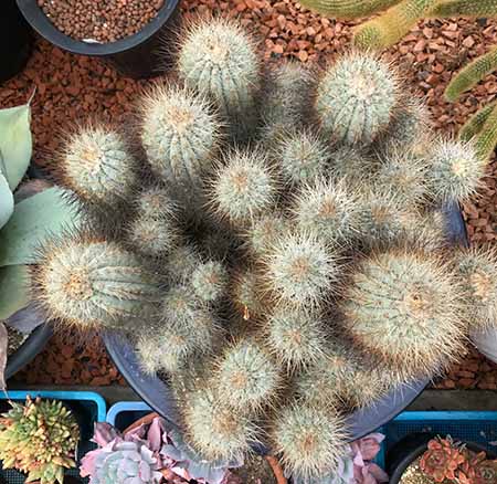 本物保証高評価 の多肉植物 希少 花のまちころぼっくるcopiapoa サボテン 希少 サボテン 希少花 ガーデン Diy 多肉植物 タニク サボテン 送料無料 コピアポア属 本物保証高評価 の多肉植物 希少 花のまちころぼっくるcopiapoa サボテン 希少 サボテン 希少花 ガーデン Diy 多肉植物 タニク サボテン 送料無料 コピアポア属