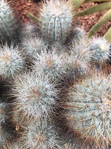 本物保証高評価 の多肉植物 希少 花のまちころぼっくるcopiapoa サボテン 希少 サボテン 希少花 ガーデン Diy 多肉植物 タニク サボテン 送料無料 コピアポア属