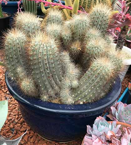 本物保証高評価 の多肉植物 希少 花のまちころぼっくるcopiapoa サボテン 希少 サボテン 希少花 ガーデン Diy 多肉植物 タニク サボテン 送料無料 コピアポア属