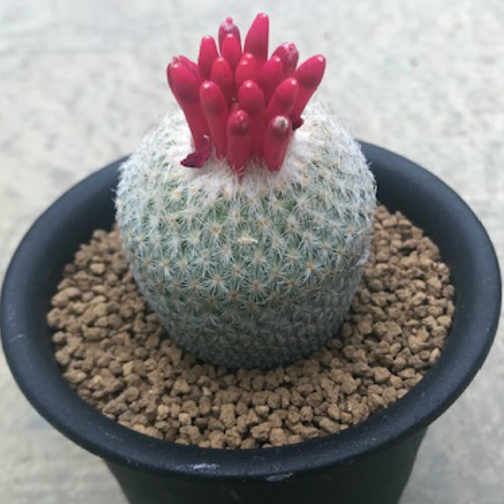 即日出荷 エピテランサ属 月世界 5寸 サボテン 多肉植物 希少 最安値に挑戦 Pilarkreatif Com