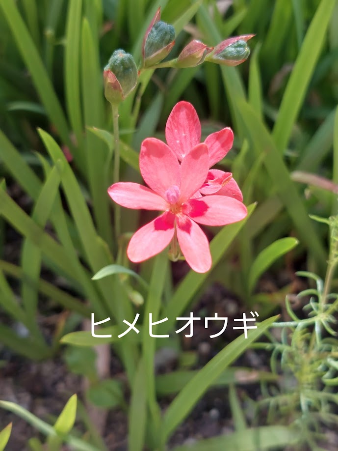 mizu ヒオウギ（日扇） mizu ヒオウギ（日扇） 楽天市場】【ヒオウギ属