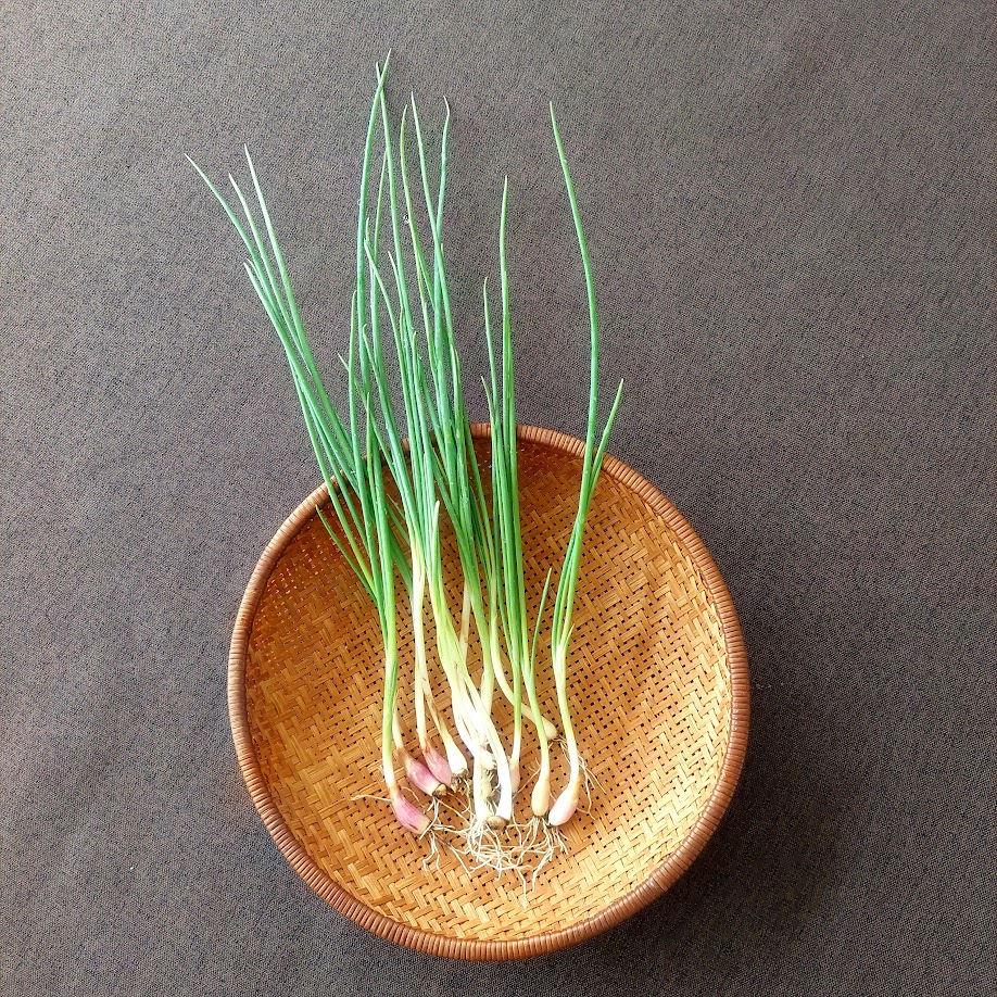 楽天市場】【わけぎ（分葱）】 球根 200g 国産（茨城県産） （植え付け