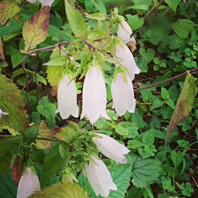 送料無料 ホタルブクロ 株分け苗 白さ 3力作 Foxunivers Com