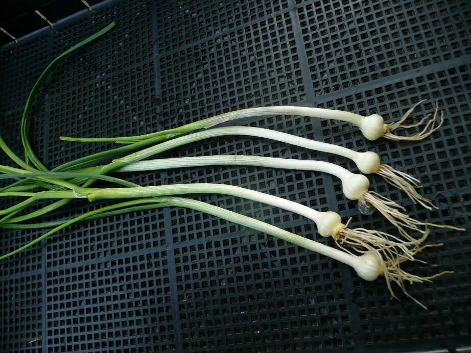 楽天市場】徳島県産 のびる （ノビル・野蒜) 約100g （パック