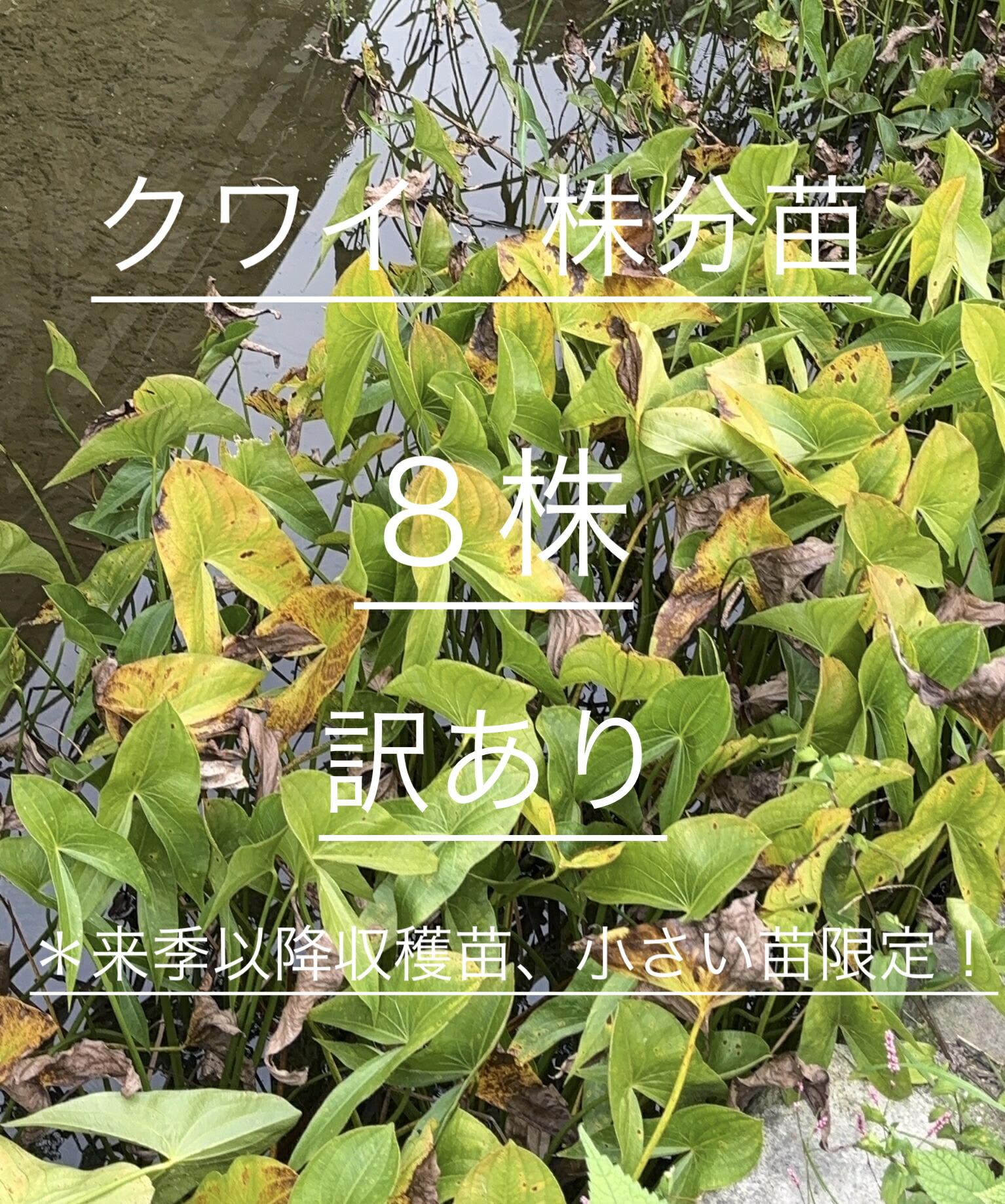 種なしグァバ苗(グアバ苗)(白実) 接木苗 種なしグァバ苗(グアバ