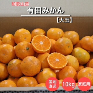 楽天市場 産地直送 訳あり 和歌山県産 極早生 １０ｋｇ 有田みかん 温州みかん 家庭用 薄皮 正月 こたつのおとも 冬のお供 旬のフルーツ 旬の果物 冬のフルーツ 冬の果物 冬の美味 甘い 甘酸っぱい 濃厚 濃い 紀州 小阪商店