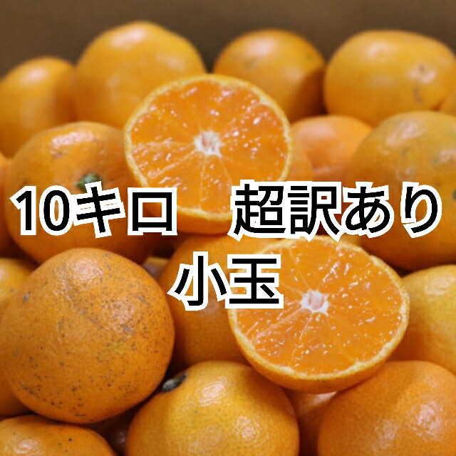 ブランド有田みかん 極早生(10キロ) 贈答用】 和歌山県産 有田みかん 極早生みかん 10kg | 有田
