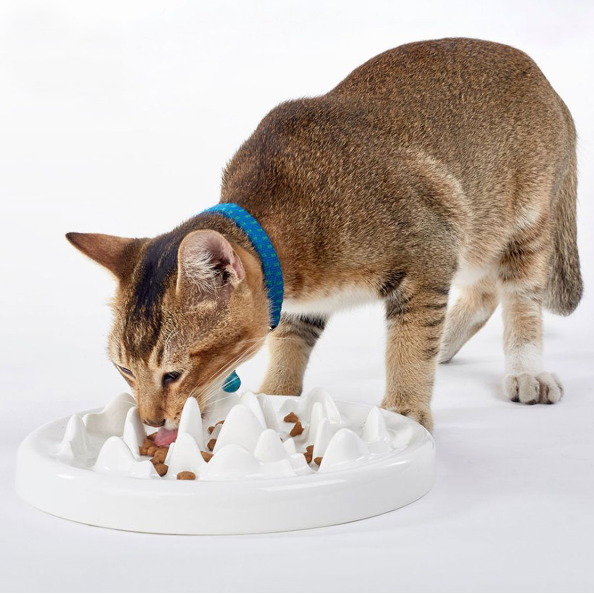早食い 防止 食器 猫用 陶器 洗いやすいセラミック製