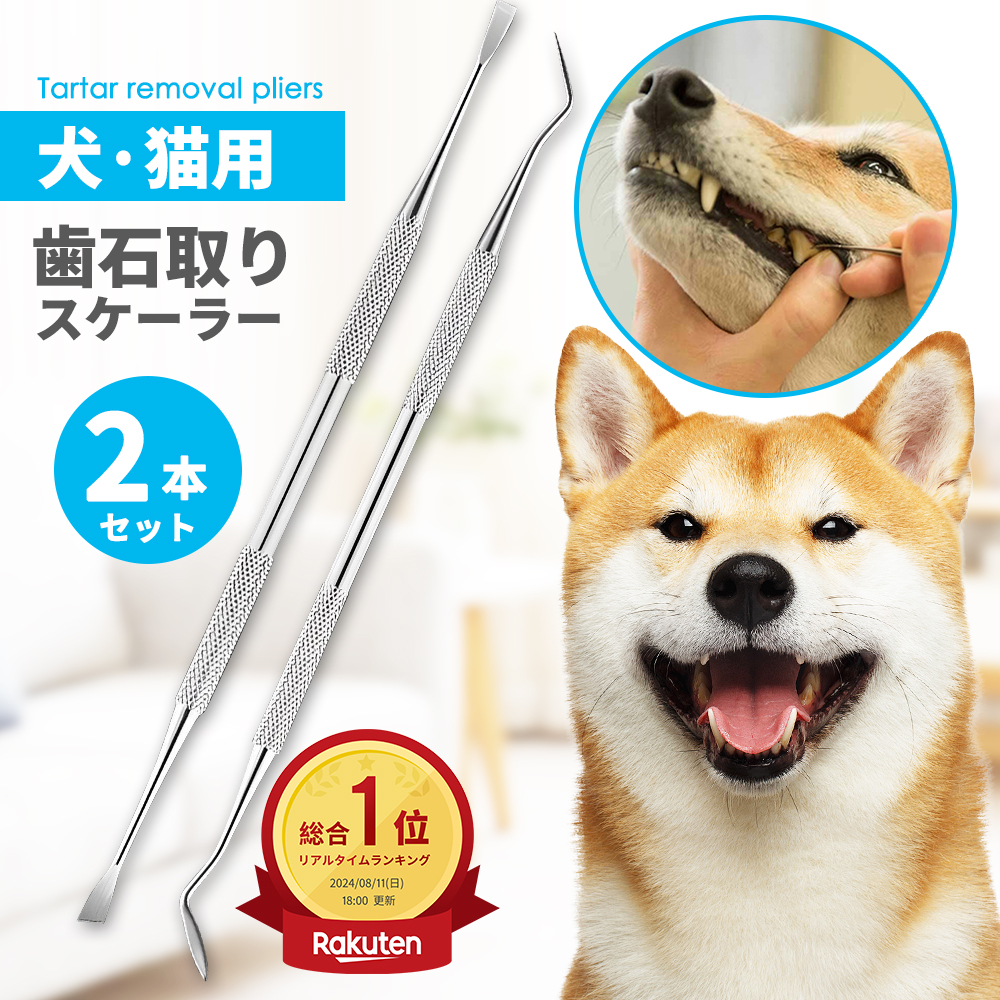 動物の歯の化石２個セット マンモスの歯025｜恐竜・化石グッズの専門店 ふぉっしる