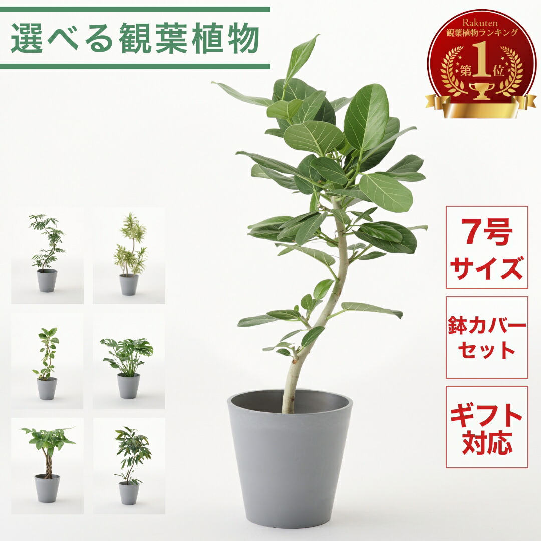 カーティシー　モンステラ4株　カゲアナ 観葉植物 モンステラ 4号」の人気商品一覧 | 安い商品を通販