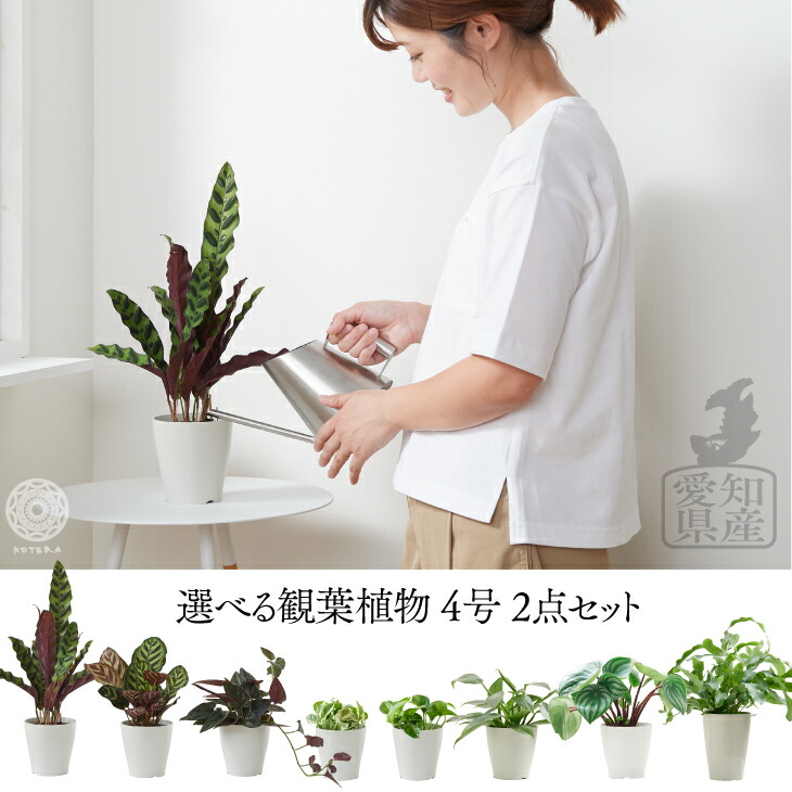 楽天市場 全品5 オフ 7 3024h限定 選べる 観葉植物 小さい 2個セット カラテア ポトス パキラ モンステラ 4号 プランター 鉢 おしゃれ 土 ミニ 棚 希少 珍しい フラワーポット 植木鉢 室内 インテリア 円形 丸 北欧 引っ越し祝 新築祝 コテラ Koteraグリーンと