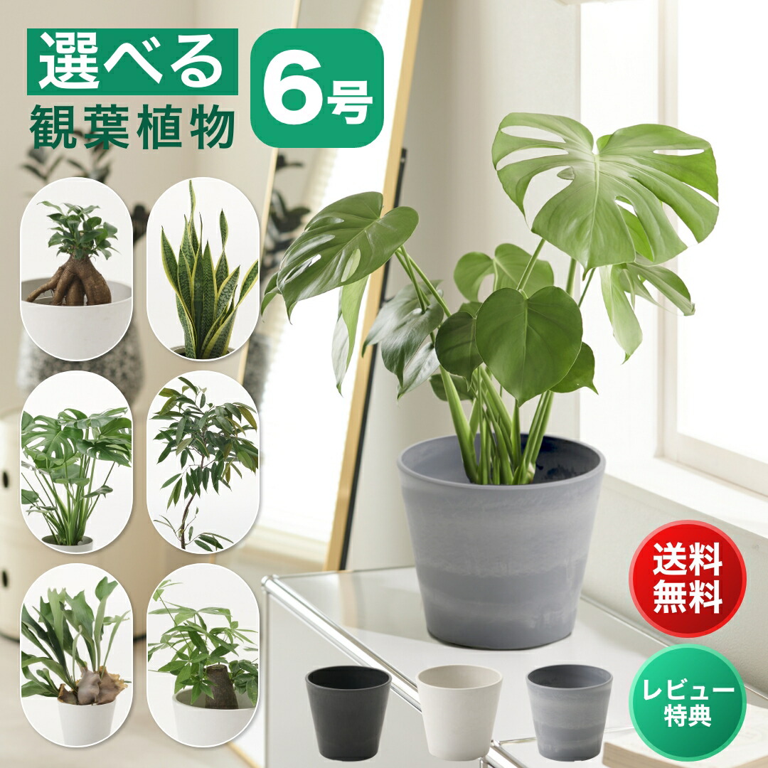 楽天市場】【全品ﾎﾟｲﾝﾄ10倍セール】観葉植物 ウンベラータ 大型 7号 8