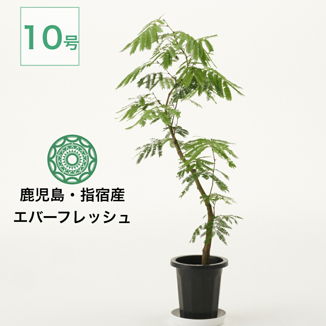 楽天市場】【最大20%off☆11/11 1:59まで】観葉植物 エバーフレッシュ 大型 7号 8号 10号 インテリア おしゃれ 大きい 指宿 北欧  開店祝い 新築祝い 引っ越し祝い コテラ : KOTERAグリーンとインテリアのお店