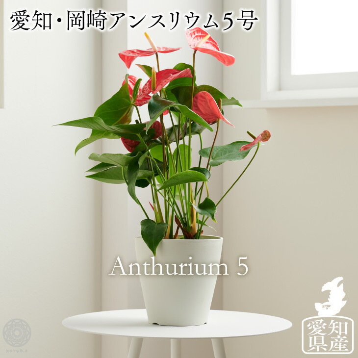 楽天市場 観葉植物 小さい 鉢 おしゃれ 棚 土 5号 アンスリウム アンスリューム プランター 鉢 カバー おしゃれ 土 ミニ 棚 希少 珍しい フラワーポット 植木鉢 室内 インテリア 円形 丸 北欧 セット パキラ モンステラ 引っ越し祝 新築祝 コテラ Koteraグリーンと 楽天市場 観葉植物 小さい 鉢 おしゃれ 棚 土 5号 アンスリウム アンスリューム プランター 鉢 カバー おしゃれ 土 ミニ 棚 希少 珍しい フラワーポット 植木鉢 室内 インテリア 円形 丸 北欧 セット パキラ モンステラ 引っ越し祝 新築祝 コテラ Koteraグリーンと