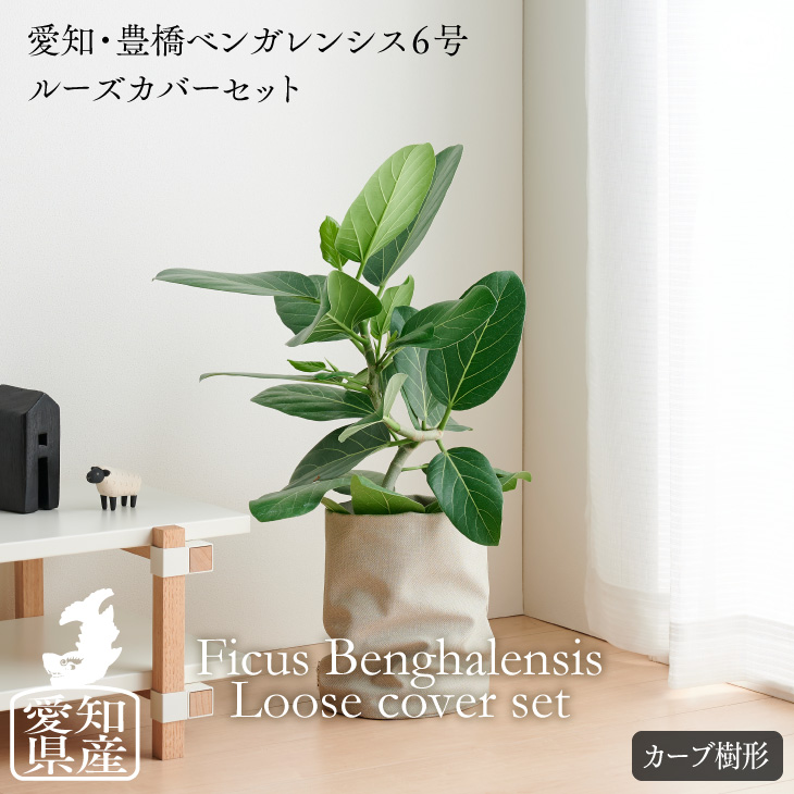 楽天市場 全品5 オフ 7 3024h限定 観葉植物 おしゃれ 愛知フィカス ベンガレンシス 5号 ゴムの木 ルーズカバーセット 鉢 カバー Loose Cover インテリア 北欧 インテリア 開店祝 新築祝 引っ越し祝 かわいい コテラ Koteraグリーンとインテリアのお店