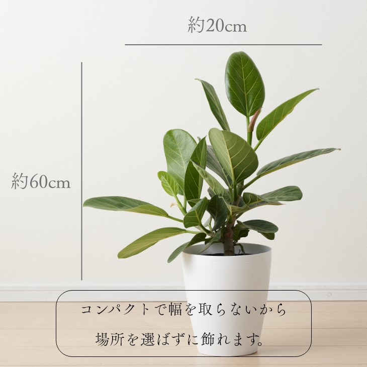 観葉植物 おしゃれ お祝い 愛知フィカス ベンガレンシス 6号 ゴムの木 ルーズカバーセット 鉢 カバー Loose Cover インテリア 北欧 インテリア 開店祝 新築祝 引っ越し祝 かわいい コテラ Ceconsolidada Cl