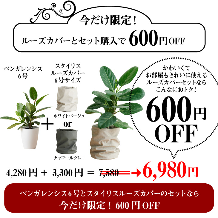 観葉植物 おしゃれ お祝い 愛知フィカス ベンガレンシス 6号 ゴムの木 ルーズカバーセット 鉢 カバー Loose Cover インテリア 北欧 インテリア 開店祝 新築祝 引っ越し祝 かわいい コテラ Ceconsolidada Cl