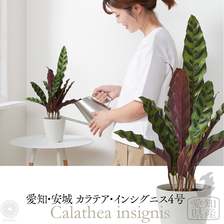 楽天市場 一時完売 次回発送9月中旬 観葉植物 小さい 4号 カラテア インシグニス プランター 鉢 おしゃれ 土 ミニ 棚 希少 珍しい フラワーポット 植木鉢 室内 インテリア 円形 丸 北欧 セット パキラ 引っ越し祝 新築祝 コテラ Koteraグリーンとインテリアのお店