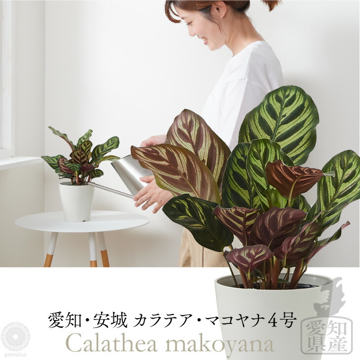 楽天市場 全品5 オフ 6 24h限定 観葉植物 カラテア マコヤナ おしゃれ 土 4号 インテリア 鉢 おしゃれ ミニ 小さい 棚 卓上 希少 珍しい 育てやすい 引っ越し祝い 新築祝い 北欧 霧吹き ミニ観葉植物 台 ミニ観葉植物 コテラ こてら Koteraグリーンとインテリア