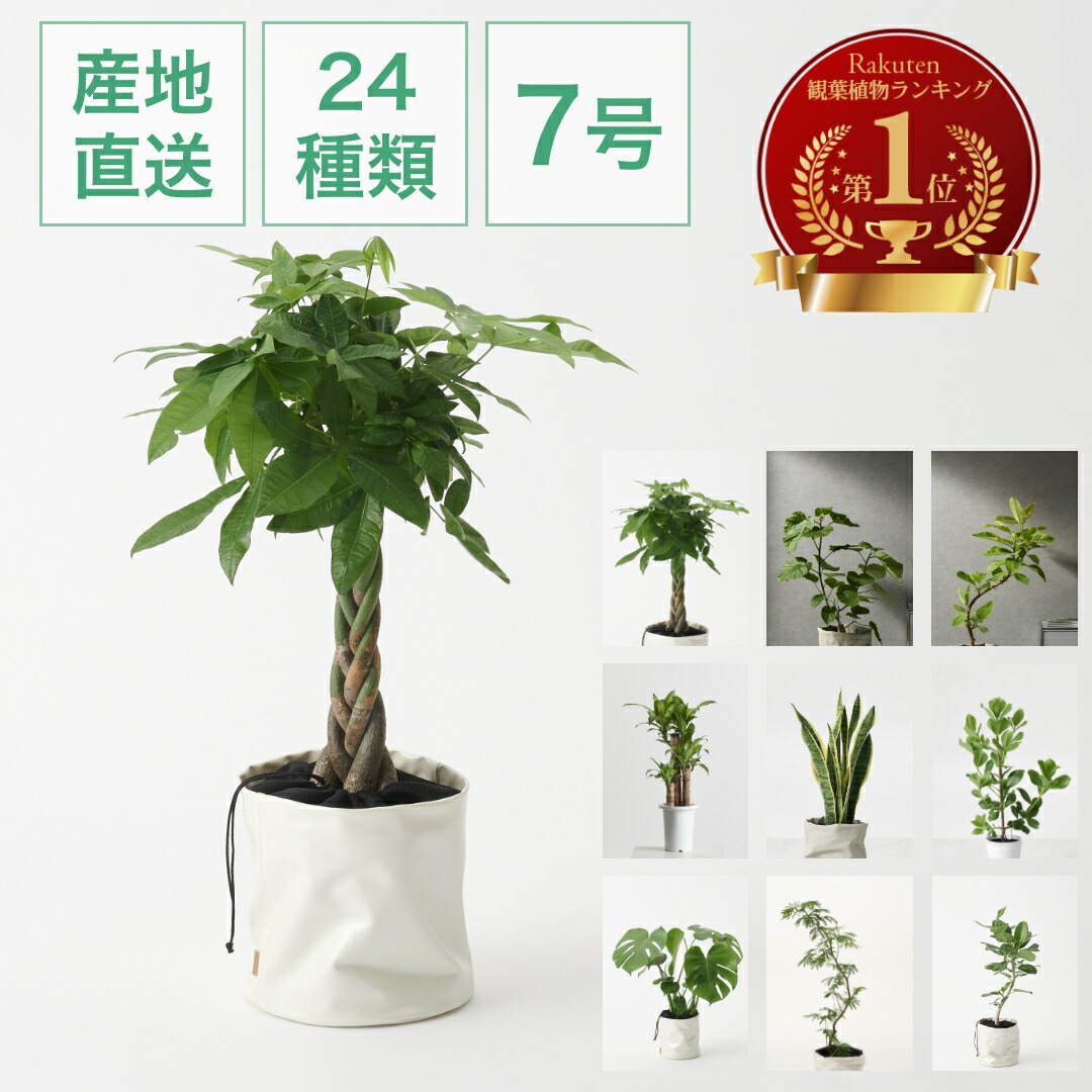 楽天市場】観葉植物 インテリア おしゃれ 小さい 卓上 鉢 お祝い 【ground】 パキラ ウンベラータ ミニ モンステラ セット 小さい 卓上 棚  ハイドロカルチャー サンスベリア 引っ越し祝 新築祝 北欧 ミニ ポトス ガジュマル コテラ こてら 6cm : KOTERAグリーンと 