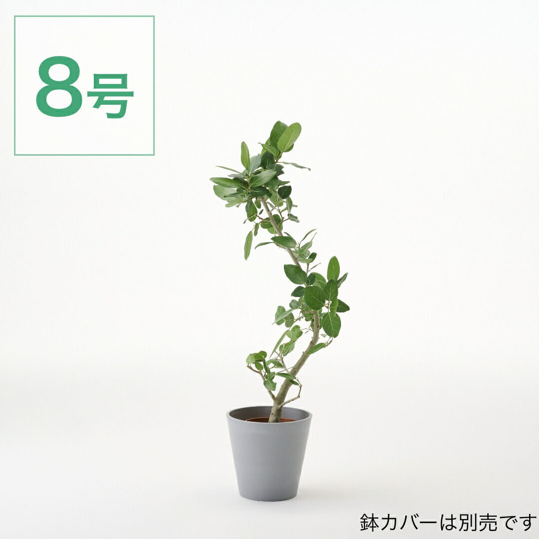 観葉植物 ベンガレンシス 大型 6号 7号 8号 10号 インテリア おしゃれ