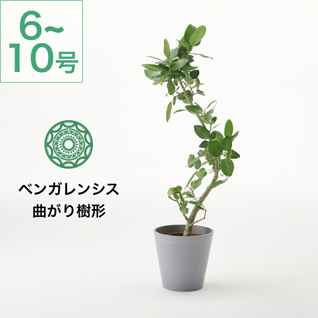 楽天市場】ベンガレンシス 曲がり 7号 観葉植物 ベンガル フィカス 大