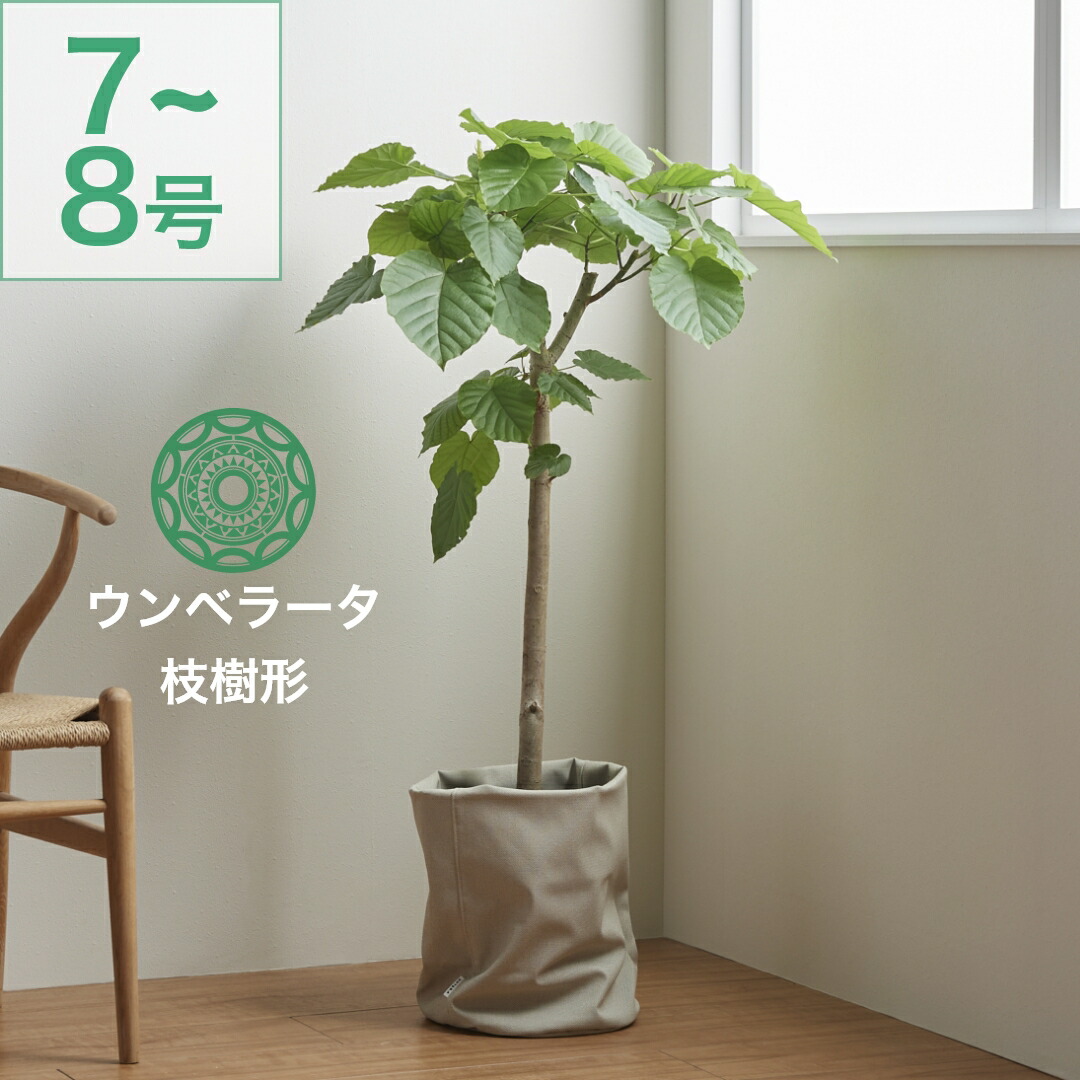 楽天市場】最大1000円OFFクーポン&100%ポイントバック 観葉植物