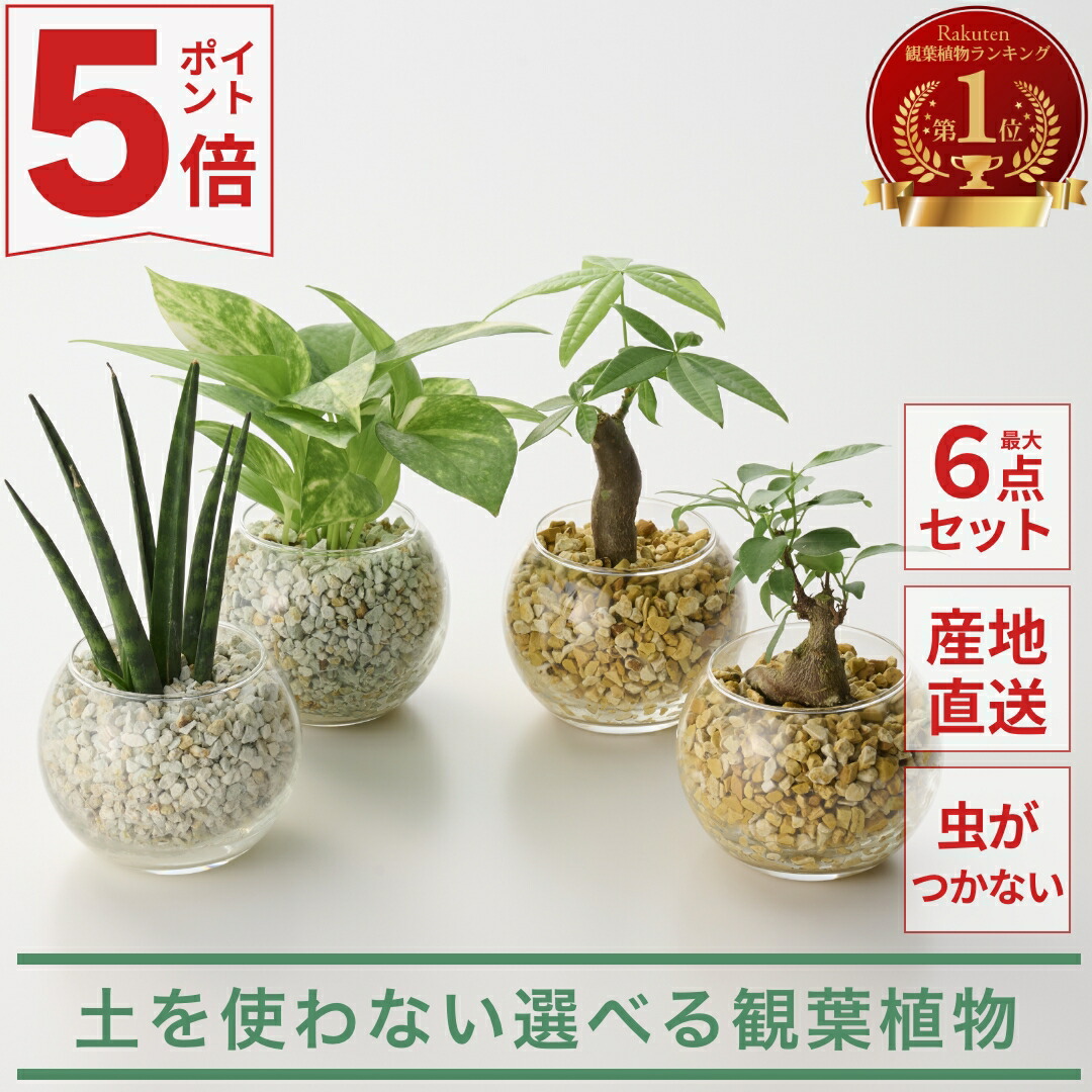 パキラ ミルキーウェイ ファイバー鉢 お皿付き パキラ ミルキーウェイ 3 ファイバー鉢 お皿付き - メルカリ